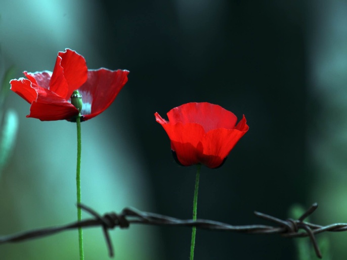 عوض الرجوب-أرض الورد.. كتاب يوثق أزهار برية القدس -زهرة الخشخاش المنثور من البرية الفلسطينية (الجزيرة نت)