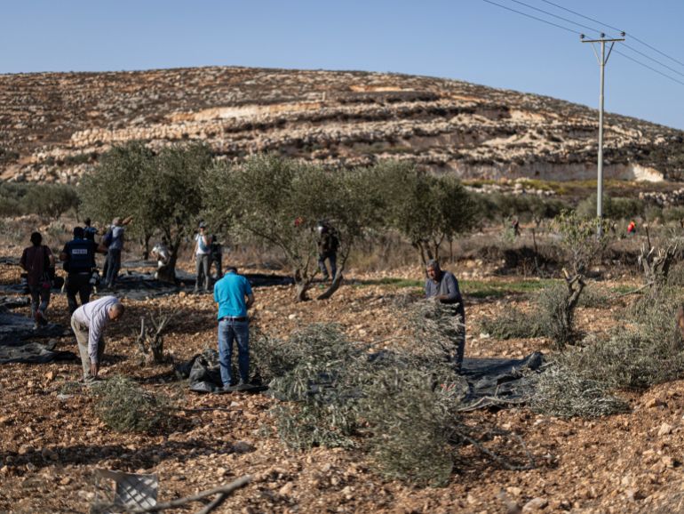 getty_692ffb97af-1764752279 RAMALLAH, WEST BANK - OCTOBER 24: Palestinians harvest olives from the damaged trees on October 24, 2025 in Khirbet Abu Falah, Ramallah, West Bank. The West Bank's olive harvest season, which began earlier this month, is an important part of Palestinian culture and the local economy but increasingly precarious as Palestinians face attacks by Israeli settlers. According to the United Nations Office for the Coordination of Humanitarian Affairs (UNOCHA), around three dozen attacks on Palestinians across 27 villages in the second week of October were related to the ongoing harvest. Palestinians also face roadblocks and other impediments imposed by Israeli security forces that prevent them from accessing their land. (Photo by Faiz Abu Rmeleh/Getty Images)