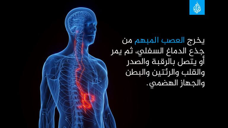 shutterstock_2256117571-1692955201 يخرج العصب المبهم من جذع الدماغ السفلي، ثم يمر أو يتصل بالرقبة والصدر والقلب والرئتين والبطن والجهاز الهضمي