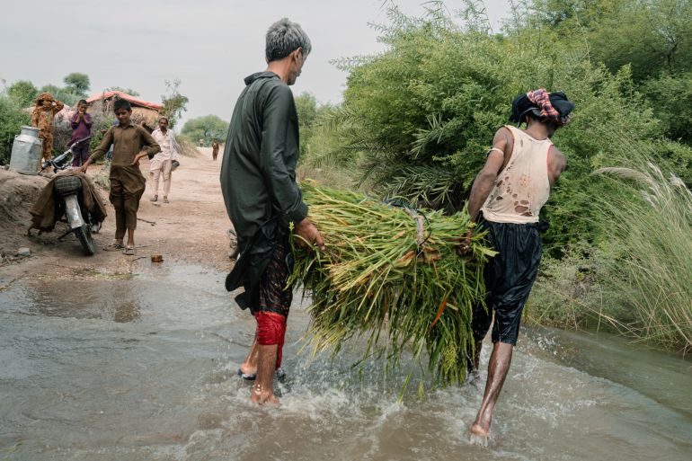 SUKKUR, PAKISTAN - AUGUST 27: Farmers transport crops from their respective homes to the other side of the flooded river embankment to sell their produce to middlemen who will resell the crop at a market in the city on August 27, 2024 in Sukkur, Pakistan. Villagers have been cut off from roads, the city and access to essential services. A boat taxi service is a lifeline for families to access schools, hospitals, basic alimentation, crops and livestock. Agriculture is the sole income for most families in this region. Annually, the Indus River expands for at least 10km on each side due to rain and melting glaciers in different parts of Pakistan and neighbouring countries, causing floods in the lower course of the river. The Indus River is a transboundary river of Asia running through Pakistan and the most important water resource to the Punjab and Sindh plains. Massive floods have recently impacted millions in South Asia where torrential rains have caused flash floods and landslides with several rivers overflowing and major dams at risk. The large economic disparities in the South Asia region have only magnified the sufferings of the most vulnerable and marginalized communities, with a large death toll and displacement figure year on year. In Pakistan, at least 242 people have lost their lives from July 1 to August 24, 2024. (Photo by Elke Scholiers/Getty Images)