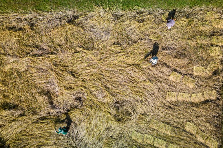 UBON RATCHATHANI, THAILAND - NOVEMBER 13: An aerial view of farmers harvesting rice by hand on Banjong Panin's rice farm in the Ban Don Mu Village on November 13, 2023 in Ubon Ratchathani, Thailand. In 2023, Thailand aimed to increase rice exports to 8 million tonnes by 11.9% due to an export surge caused by an El Niño-induced drought, India's rice export restrictions, and reduced production in China. In anticipation of a 2024 drought, the Thai government encourages rice storage by offering incentives and loans. The government has allocated around 55 billion baht to stabilize prices and provide loans, allowing farmers to defer sales for up to five months. The farming community in Ban Don Mu Village, located in Northern Ubon Ratchathani, Thailand's largest rice-producing province, employs sustainable rice-growing methods, relying on manual labor and a shared tractor for the entire village. (Photo by Lauren DeCicca/Getty Images)