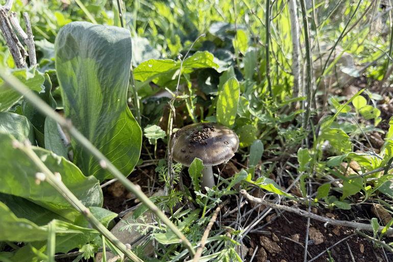 pic-5542-1767969902 علا مرشود - المطلة شرق جنين - خاص الجزيرة نت