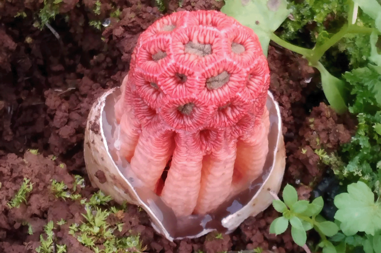 pic-5544-1767969911 فطر القفص الأحمر من أنواع الفطر السامة قضاء سلفيت - حساب خليل حمد على فيسبوك