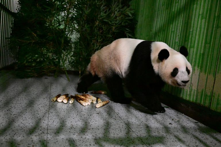 أنثى الباندا لي لي عقب وصولها من اليابان في مركز الأبحاث المعني بحيوانات الباندا بمقاطعة سيتشوان (رويترز)