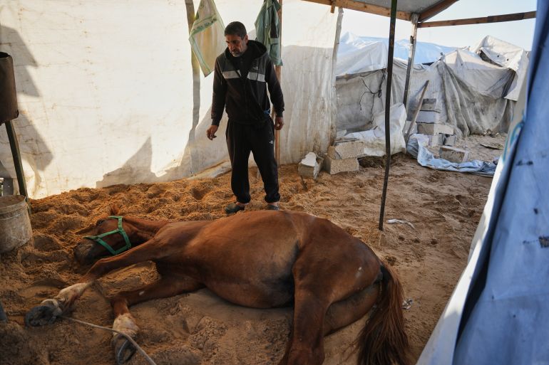 ap26031355419492-1769931774 A Palestinian man looks at his horse after it was killed in an Israeli strike in Khan Younis, in the southern Gaza Strip, Saturday, Jan. 31, 2026. (AP Photo/Abdel Kareem Hana)