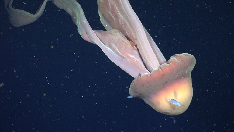 Juvenile(Centrolophus sp.) swim around the bell of a Stygiomedusa gigantea, commonly known as the giant phantom jelly, which ROV pilots filmed at 250 meters. Their bell can grow up to 1 m (3.3 ft) in diameter, and their four arms can reach up to 10 m (33 ft) long. They do not have any stinging tentacles, but use their arms to catch prey, including plankton and small fish. CREDIT: ROV SuBastian / Schmidt Ocean Institute Due to our legal status as a 501(c)(3) private operating foundation, no media produced by Schmidt Ocean Institute may be used in attempting to influence legislation or lobbying. Additionally, all visual assets (Images, videos, etc) can only be used as stated by creative commons Attribution-NonCommercial-ShareAlike CC BY-NC-SA Attribution — You must give appropriate credit, provide a link to the license, and indicate if changes were made. You may do so in any reasonable manner, but not in any way that suggests the licensor endorses you or your use. NonCommercial — You may not use the material for commercial purposes. ShareAlike — If you remix, transform, or build upon the material, you must distribute your contributions under the same license as the original. https://creativecommons.org/licenses/by-nc-sa/4.0/