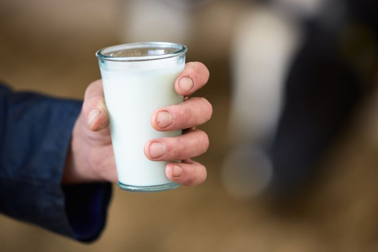 DE LUTTE, NETHERLANDS - JULY 29: A glass od fresh raw milk in the farm of farmer Frans Zanderink on July 29, 2023 in De Lutte, Netherlands. Although the tiny Dutch nation exports a vast amount of agricultural goods globally, The Netherlands' hyper-efficient food system has faced challenges in curbing their environmental impact, spurring farmers to protest against the government's efforts in slashing nitrogen pollution, which would put farmers out ofbusiness. A farmers' protest party shook up the political landscape in the Netherlands last spring, with the BBB or BoerBurgerBeweging (Farmer-Citizen Movement) party emerging as the big winner in provincial elections that determine the make-up of the Senate. (Photo by Pierre Crom/Getty Images)