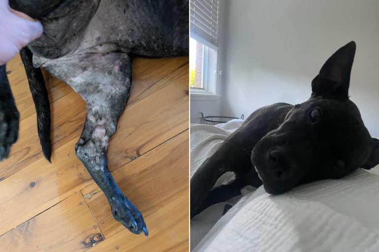 4d982d981d982d8abd981d984-1773571619 صور الكلبة روزي @من حسابه الشخصي على اكس - @paul_conyngham