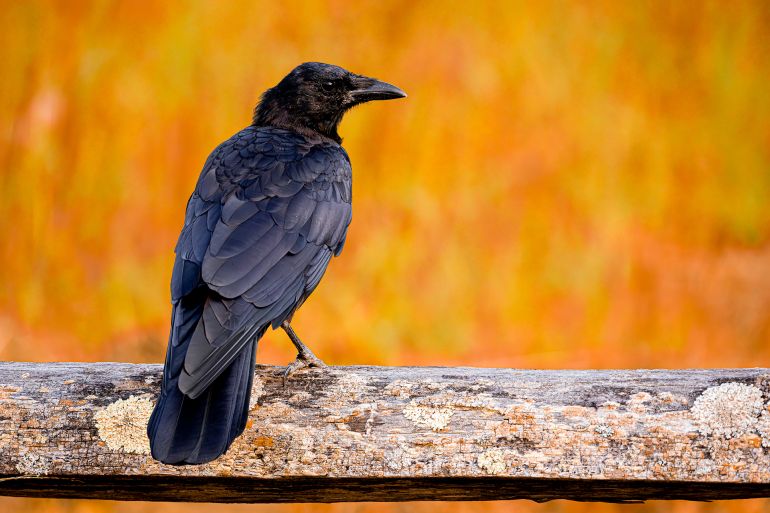 Yorktown, Virginia: An American Crow (Corvus brachyrhynchos) sits on a wooden branch with its back turned towards the camera, displaying its intricate feather patterns. The bird's glossy black plumage contrasts sharply with the vibrant, warm background, creating a striking visual. American Crows are highly intelligent birds known for their problem-solving skills and adaptability to diverse environments. Captured in its natural habitat, this crow embodies the beauty of wildlife commonly found in Virginia.