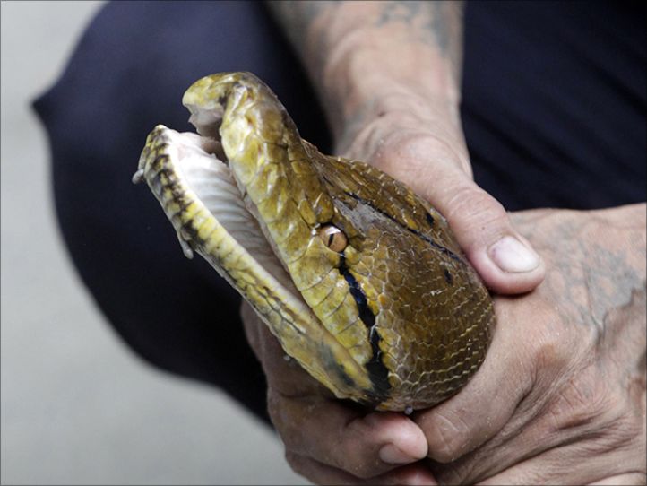 6bbf98df-5c03-4720-a1b3-2a496fcd8b51 epa04535855 A picture made available on 20 December 2014 shows Sein Tin, 60, also know as Nagalay (small dragon in English) master of the snakes holding a Python at the Yangon Zoological Garden, in Yangon, Myanmar, 24 October 2014. Working with snakes remains dangerous even after many years of experience, Sein Tin explained that a bite from a cross snake that feels threatened is always a possibility. Snakes do not hear, they feel vibrations, and they are not able to be trained like domestic pets. EPA/NYEIN CHAN NAING