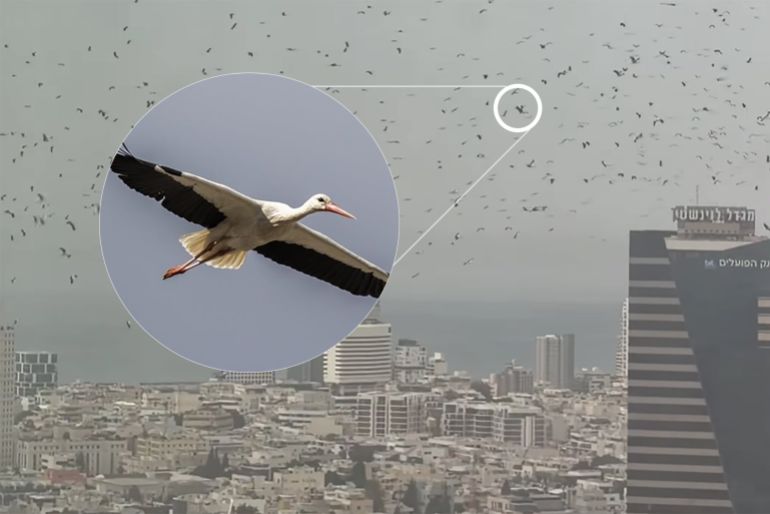 تظهر طيور اللقلق بشكل أوضح في صور عالية الجودة ملتقطة من منطقة تل أبيب (منصات التواصل)