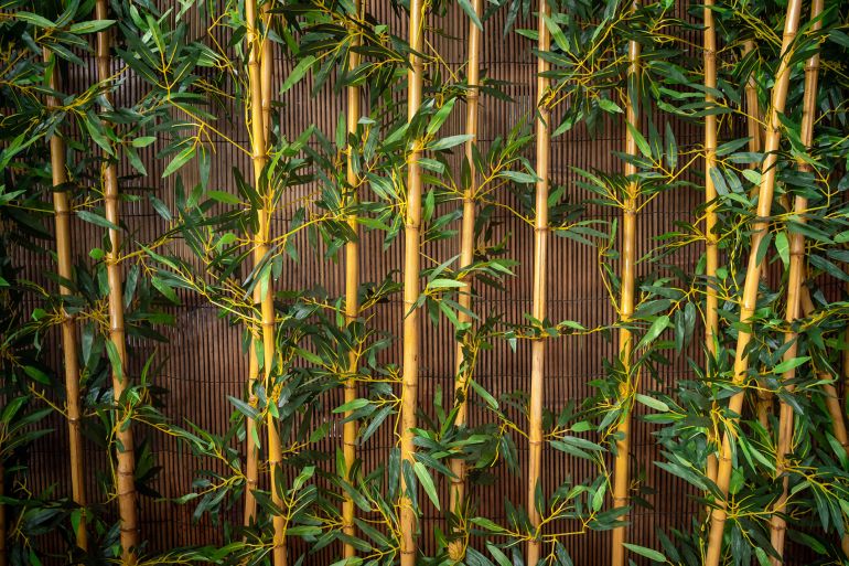 rt67ytgf-1774364345 A dense arrangement of fresh green bamboo stalks and leaves, creating a natural and serene backdrop.