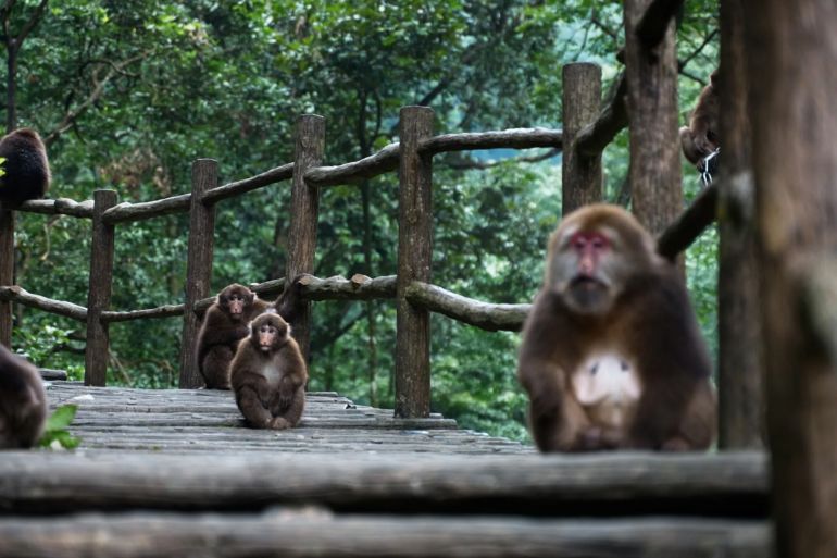 أوميشان - الصين