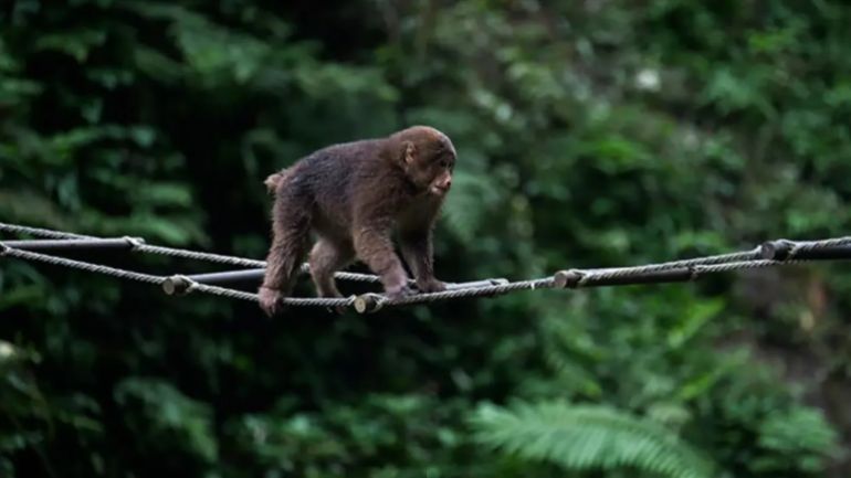 أوميشان - الصين