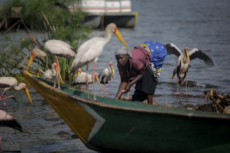 Birds gather as a woman washes fish to sell on the shores of Lake Victoria, in Kisumu, western Kenya Saturday, Aug. 13, 2022. Vote-tallying in Kenya's close presidential election isn't moving fast enough, the electoral commission chair said Friday. (AP Photo/Brian Inganga)