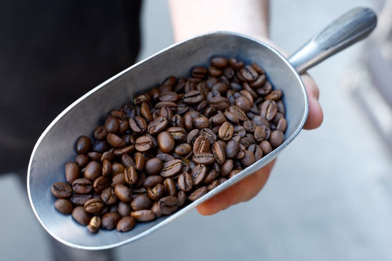 An employee displays a scoop of Arabica roasted coffee beans in a coffee roasting shop in Paris, France, November 28, 2024. REUTERS/Stephanie Lecocq