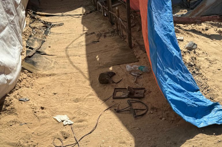 جرذ تم قتله من مواطن عن طريق مصيدة، وهي الطريقة الوحيدة المتاحة للتخلص من القوارض في غزة.