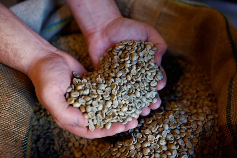 An employee displays Arabica green coffee beans in his hands in a coffee roasting shop in Paris, France, November 28, 2024. REUTERS/Stephanie Lecocq