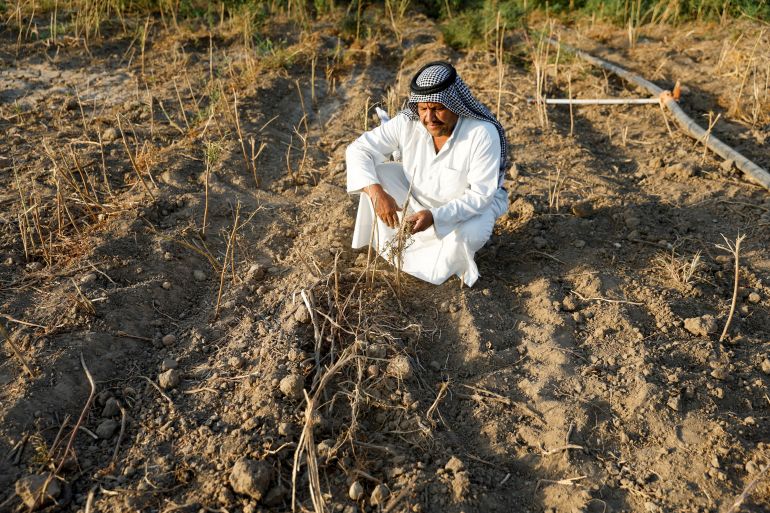 FILE PHOTO: An Iraqi farmer looks at potato crops affected by a heatwave and environmental and climate changes, in Mosul, Iraq, July 15, 2023. REUTERS/Khalid Al-Mousily/File Photo