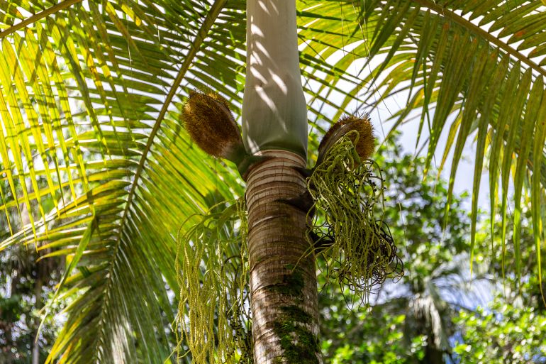 Palmiste palm (Deckenia nobilis), known as ‘millionaire’s salad palm’ with prickly purses (palm's hearts) and spaghetti-like flowers, in Vallee de Mai Nature Reserve on Praslin Island, Seychelles,
