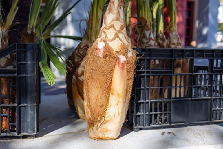 Heart of palm, palmetto for sale at the festival of San Sebastian in Huelva, Andalucia, Spain