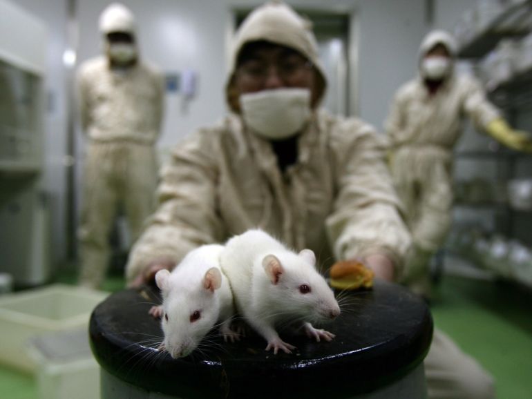CHONGQING, CHINA - FEBRUARY 16: (CHINA OUT) A worker observes white rats at an animal laboratory of a medical school on February 16, 2008 in Chongqing Municipality, China. Over 100,000 rats and mice are used in experiments every year for pharmaceutical research in the lab, where the temperature is kept at 24 degrees centigrade. (Photo by China Photos/Getty Images)