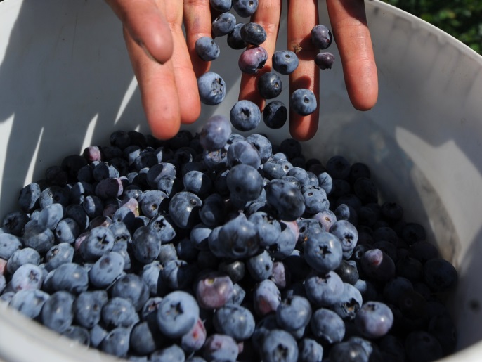 People gather blueberries at a plantation in the village of Vysokoe, some 290 km south of Minsk, on July 31, 2017. / AFP PHOTO / Sergei GAPON (Photo credit should read SERGEI GAPON/AFP/Getty Images)