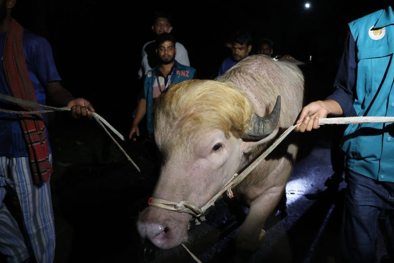 A rare albino buffalo nicknamed “Donald Trump” is transferred to the national zoo in Dhaka on May 27, 2026.