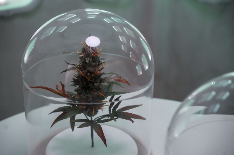 epa12910274 A cannabis plant is displayed at a state-licensed dispensary in New York, New York, USA, 23 April 2026. The Trump administration reclassified state-licensed marijuana as a less dangerous drug. EPA/Olga Fedorova