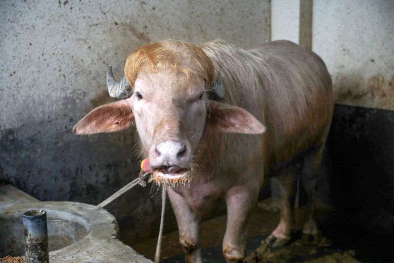 epa12974344 A buffalo stands at the Rabeya Agro Farm in the Narayangonj district, on the outskirts of Dhaka, Bangladesh, 19 May 2026. The 700 kg albino buffalo, named Donald Trump, has become a viral sensation, drawing crowds of visitors to the cattle farm for his hairstyle and appearance that, according to locals, resembles that of the US president. EPA/MONIRUL ALAM