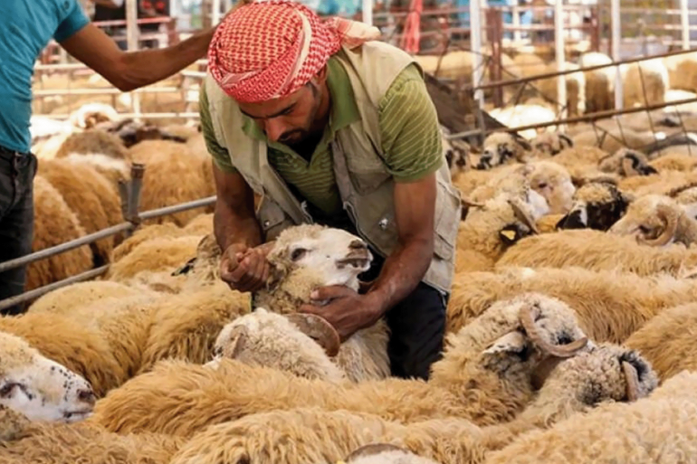 file-5543-1748546816 اسعار الاضاحي بالعراق تشهد ارتفاعا عن العام السابق A vendor takes care of sheep at a livestock market in Jordan's capital of Amman on August 20, 2018, ahead of the Muslim holiday of Eid al-Adha or the "Feast of Sacrifice" which marks the end of the annual pilgrimage or Hajj. (AFP / KHALIL MAZRAAWI)