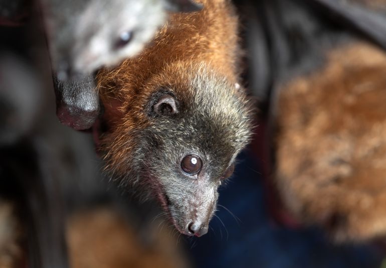 BOMADERRY, AUSTRALIA - JANUARY 27: A grey headed "flying fox" bat named Barry, his ears burnt off by bushfire, recovers on January 27, 2020 in Bomaderry, Australia. The Shoalhaven Bat Clinic and Sanctuary has received a large number of orphaned babies during this bushfire season, as bat mothers, weakened by drought and habitat devastation are unable to carry their young on their annual migration south. (Photo by John Moore/Getty Images)