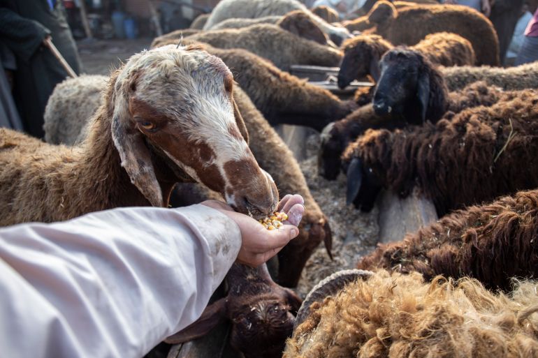 gettyimages-1241475752-1717422329 A man feeds sheep, during Cattle traders and customers crowd at livestock "Shubra Bas" market in Menoufia, where people shop for sacrificial cattle ahead of the Muslim's holiday of Eid al-Adha. Eid al-Adha is the holiest feast in Islam, during which Muslims slaughter cattle and sheep to commemorate the willingness of the Prophet Ibrahim to sacrifice his son Ishmael ,23 June 2022 (Photo by Mahmoud Elkhwas/NurPhoto via Getty Images)