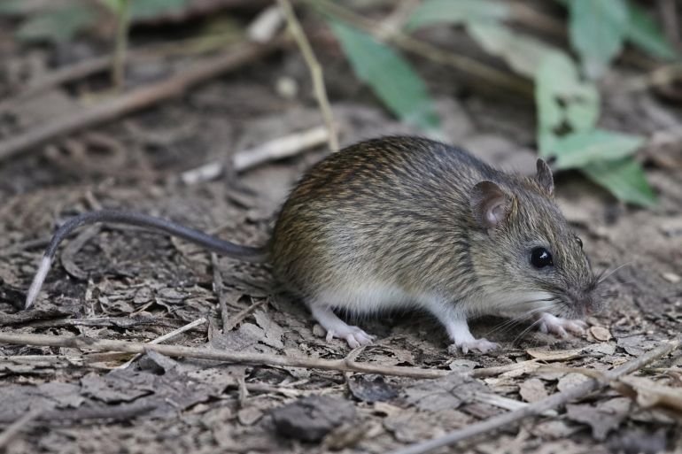 Long-tailed mouse puts South America on alert again due to the Andes strain of hantavirus تويتر Asuntos Centrales