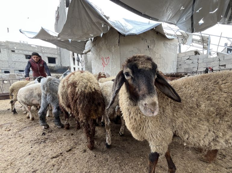 نقص حاد في الأضاحي في غزة بفعل الحصار الإسرائيلي والهجمات ونفوق الماشية وتوقف واردات المواشي ونقص الأعلاف(الأناضول )