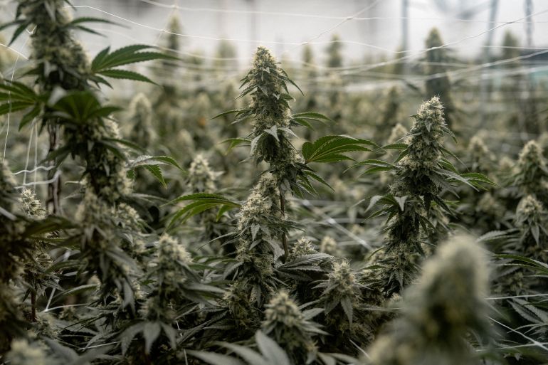 FILE PHOTO: Cannabis buds of live plants are visible while on a tour of Seed & Smith, a cannabis cultivation and retail facility, in Denver, Colorado, U.S., April 20, 2026. REUTERS/Cheney Orr/File Photo