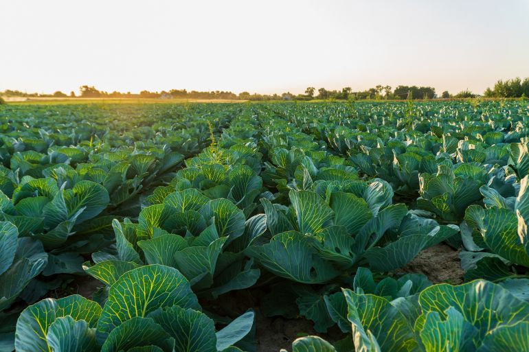 A large field of healthy green cabbage plants stretches towards the horizon under a soft morning light.; Shutterstock ID 2663987769; purchase_order: aj; job: ; client: ; other:
