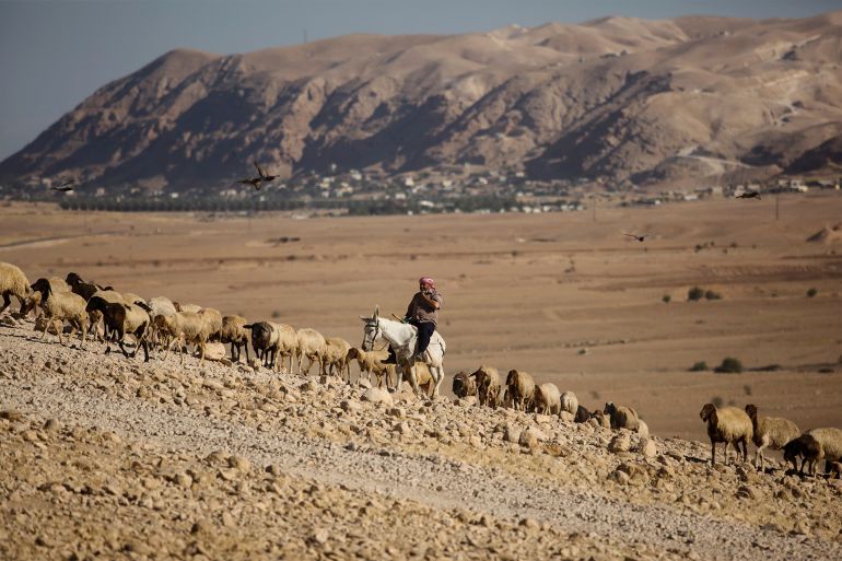 01-copy-1 راعي فلسطيني يتجه بأغنامه إلى عين مياه العوجا شمال مدينة أريحا الفلسطينية لسقيها قبل إعلان الاحتلال الإسرائيلي السيطرة على عين المياه ومحيطها مؤخرا/ المصدر: صفحات التواصل