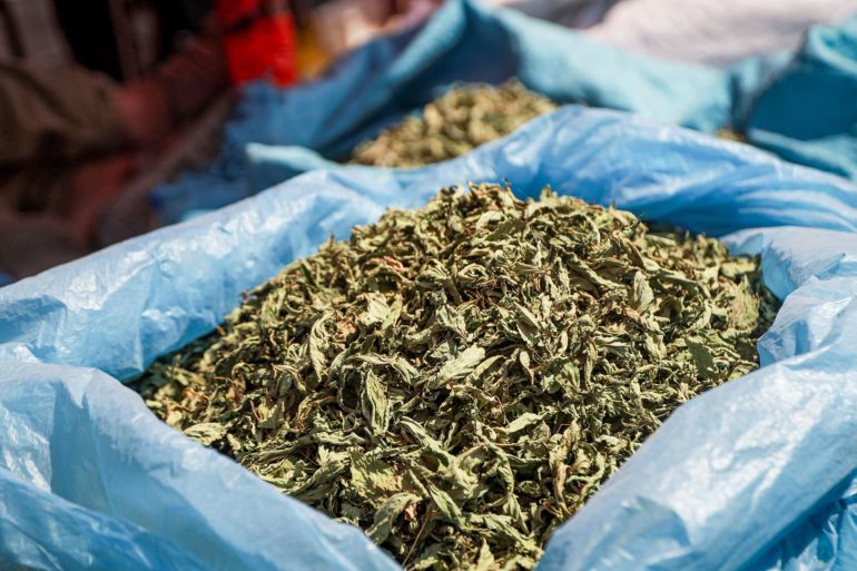 67867ghcabf-1781343204 Bags of dried molokhia used as a tobacco substitute in cigarette markets in Gaza City