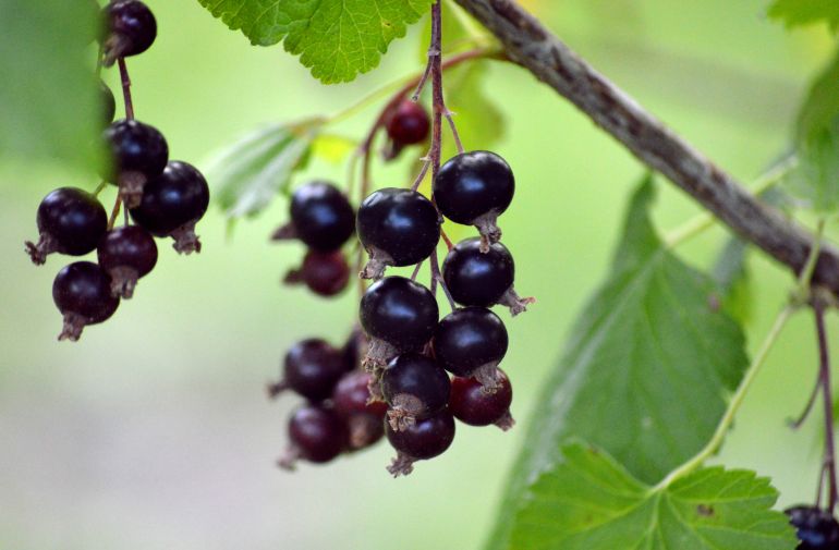 black-currant9-1780301044 black currant