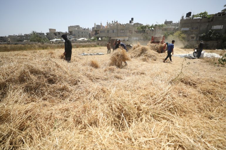 Palestinian farmers living in camps in the central Gaza Strip and east of Deir Belah have begun harvesting wheat under Israeli attacks and a blockade. Despite limited agricultural land and difficult conditions, the farmers harvested and milled their crops using traditional methods. (Hassan Jedi - Anadolu Agency)