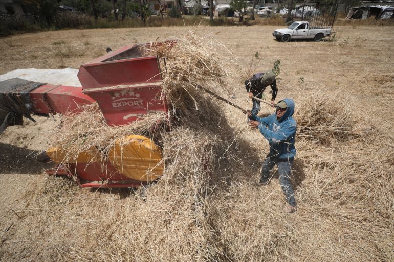 Palestinian farmers living in camps in the central Gaza Strip and east of Deir Belah have begun harvesting wheat under Israeli attacks and a blockade. Despite limited agricultural land and difficult conditions, the farmers harvested and milled their crops using traditional methods. (Hassan Jedi - Anadolu Agency)