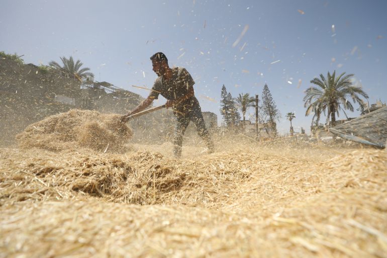 Palestinian farmers living in camps in the central Gaza Strip and east of Deir Belah have begun harvesting wheat under Israeli attacks and a blockade. Despite limited agricultural land and difficult conditions, the farmers harvested and milled their crops using traditional methods. (Hassan Jedi - Anadolu Agency)