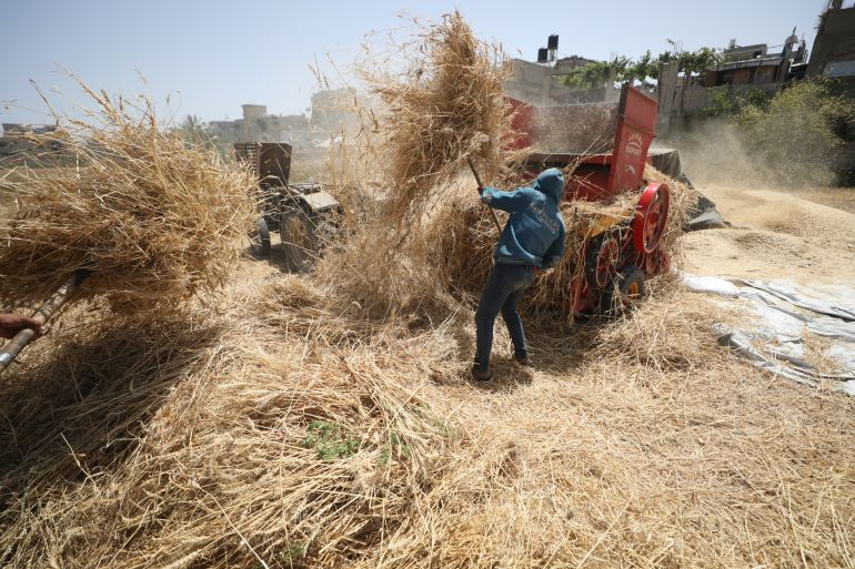 Palestinian farmers living in camps in the central Gaza Strip and east of Deir Belah have begun harvesting wheat under Israeli attacks and a blockade. Despite limited agricultural land and difficult conditions, the farmers harvested and milled their crops using traditional methods. (Hassan Jedi - Anadolu Agency)