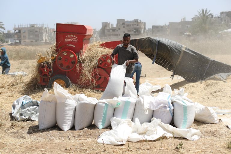 Palestinian farmers living in camps in the central Gaza Strip and east of Deir Belah have begun harvesting wheat under Israeli attacks and a blockade. Despite limited agricultural land and difficult conditions, the farmers harvested and milled their crops using traditional methods. (Hassan Jedi - Anadolu Agency)