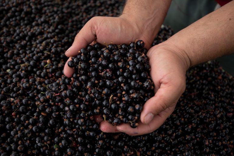 getty_6a21b81617-1780594710 CANTERBURY, ENGLAND - JULY 17: Blackcurrants are harvested at New House Farm on July 17, 2020 in Canterbury, England. The berries are to be supplied to Lucozade Ribena Suntory, which uses 90 per cent of Britain’s blackcurrants to make the soft drink, Ribena. UK blackcurrant farmers will over the next week begin harvesting a new crop of berries, named 'Ben Lawers', which have been bred to cope with Britain’s changing climate. Grown across the UK from Somerset and Kent to the West Midlands and Dundee, blackcurrants are a £10m crop with upwards of 10,000 tonnes harvested every year during July and August. (Photo by Dan Kitwood/Getty Images)