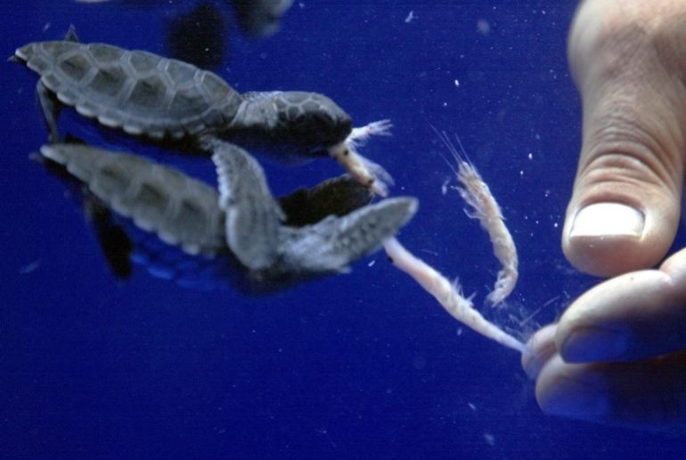 Three-inch long baby green sea turtles swim eat as they eat krill from the hand of senior aquarist Bryan Mercer, July 2, 2003 at Sea World in San Diego. For the first time in Sea World San Diego's 39-year history, aquarists have successfully incubated and hatched green sea turtles. Six of the surviving 21 hatchlings, born less than a month ago, are on display to the public at the Park. The turtles are an endangered/threatened species worldwide, can grow to weight up to 150kg, and enjoy a lifespan of up to 80 years. REUTERS/Mike Blake MB/HB