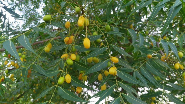 shutterstock_1780658351-1780907035 Neem tree with yellow fruits. Azadirachta indica seeds hanging on tree, Indian powerful ayurvedic medicine tree