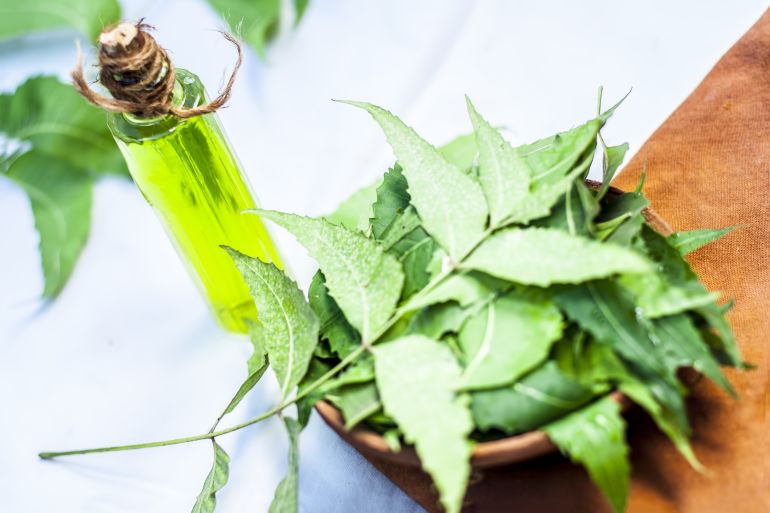 shutterstock_764331769-1780907168 Azadirachta indica,Neem with its leaves and oil in a bottle in a clay bowl for skin care.