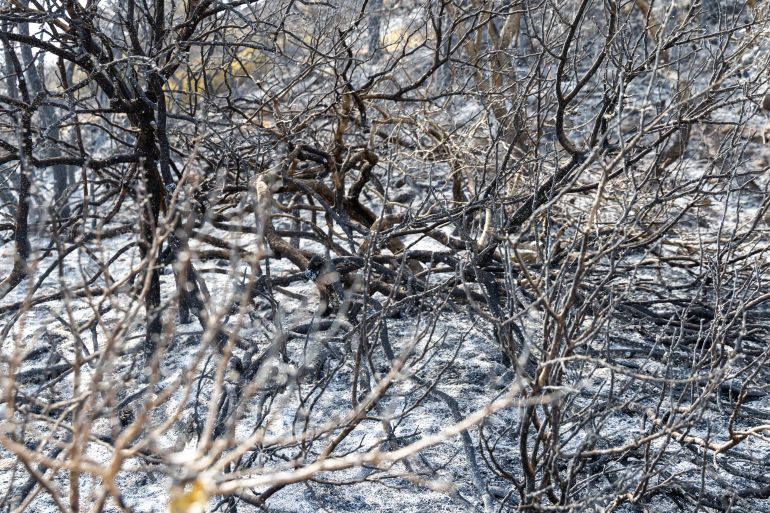 2fire-1784787608 مساحات واسعة من الغابات تحولت إلى رماد ( خاص الجزيرة)